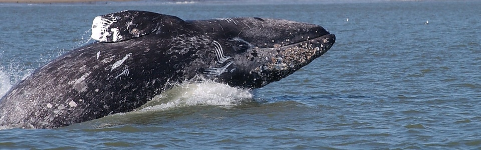 Удивительное путешествие кита по имени Флекс 