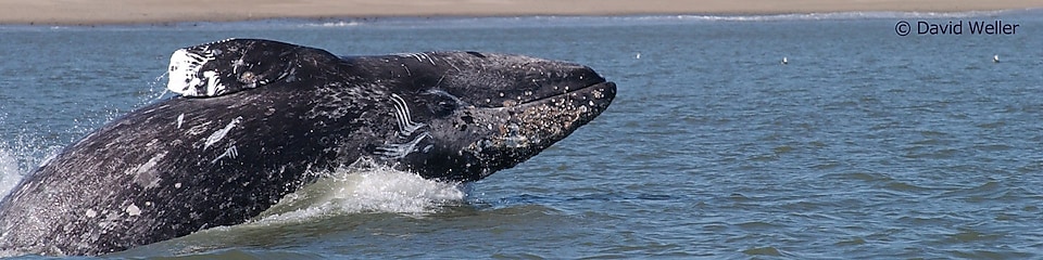 Удивительное путешествие кита по имени Флекс